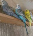 /album/periquito/peri-7-jpg/